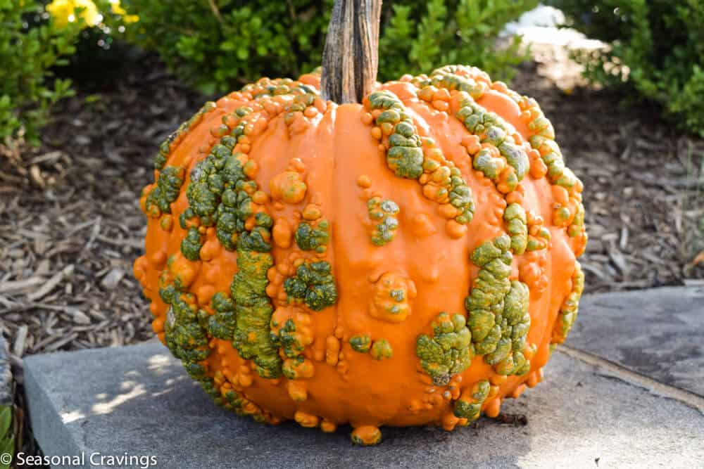 Halloween gourd 